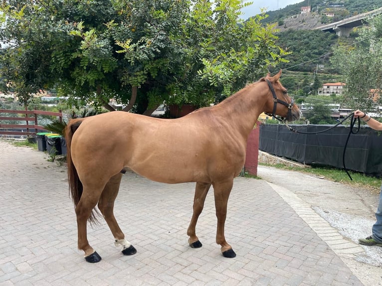 American Quarter Horse Ruin 10 Jaar 153 cm Red Dun in Eersel