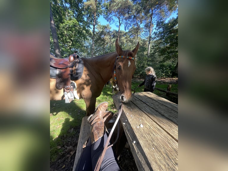 American Quarter Horse Ruin 10 Jaar 153 cm Red Dun in Eersel