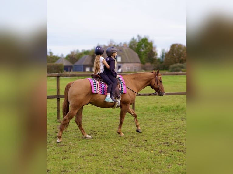 American Quarter Horse Ruin 10 Jaar 153 cm in Eersel