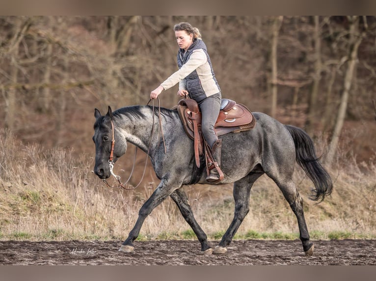 American Quarter Horse Ruin 10 Jaar 153 cm Roan-Blue in Alterkülz