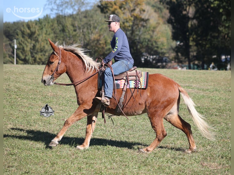American Quarter Horse Ruin 10 Jaar 153 cm Roodvos in Mount Vernon
