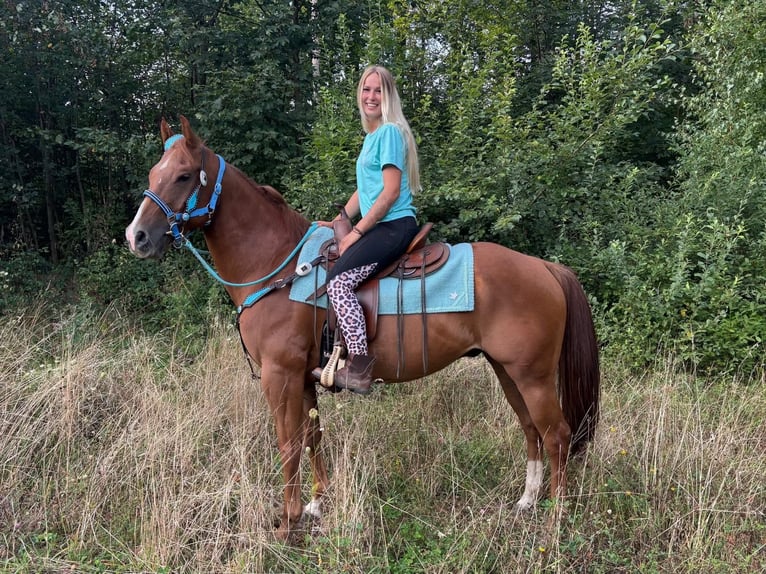 American Quarter Horse Ruin 10 Jaar 153 cm Vos in Linkenbach