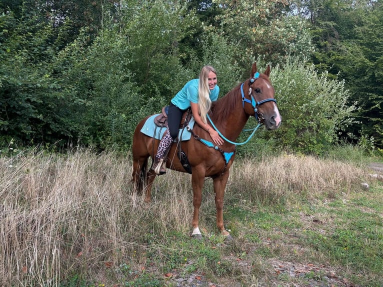 American Quarter Horse Ruin 10 Jaar 153 cm Vos in Linkenbach