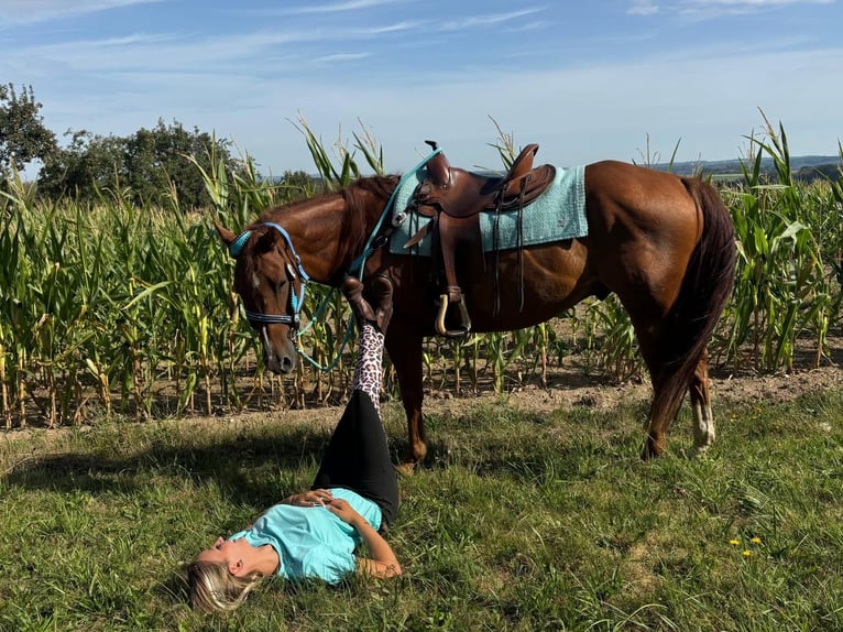 American Quarter Horse Ruin 10 Jaar 153 cm Vos in Linkenbach