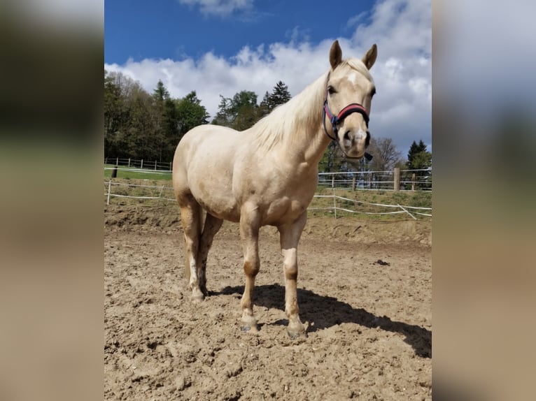 American Quarter Horse Ruin 10 Jaar 154 cm in Nassenfels