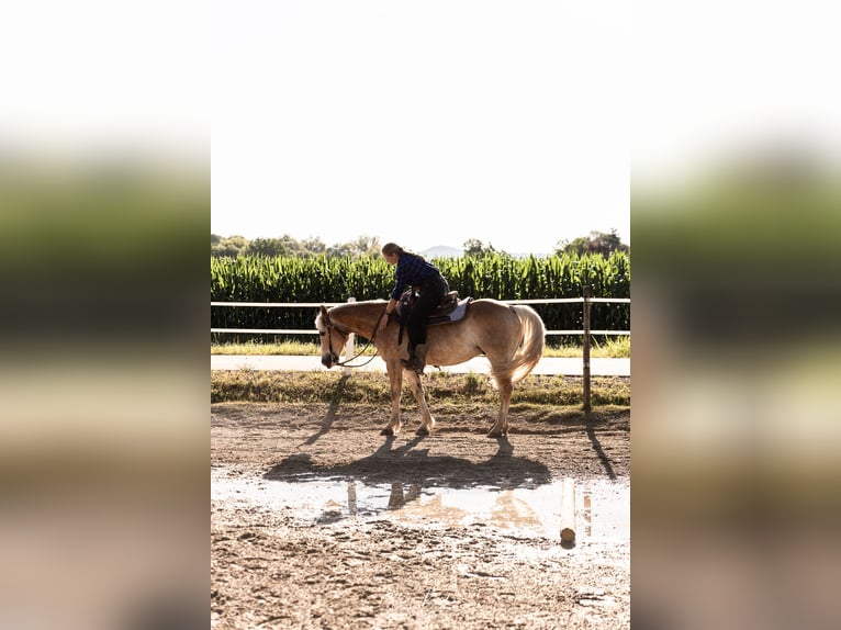 American Quarter Horse Mix Ruin 10 Jaar 154 cm Vos in Friesenheim