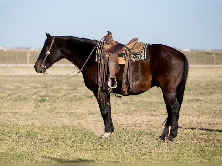 American Quarter Horse Ruin 10 Jaar 155 cm Brauner in Amarillo