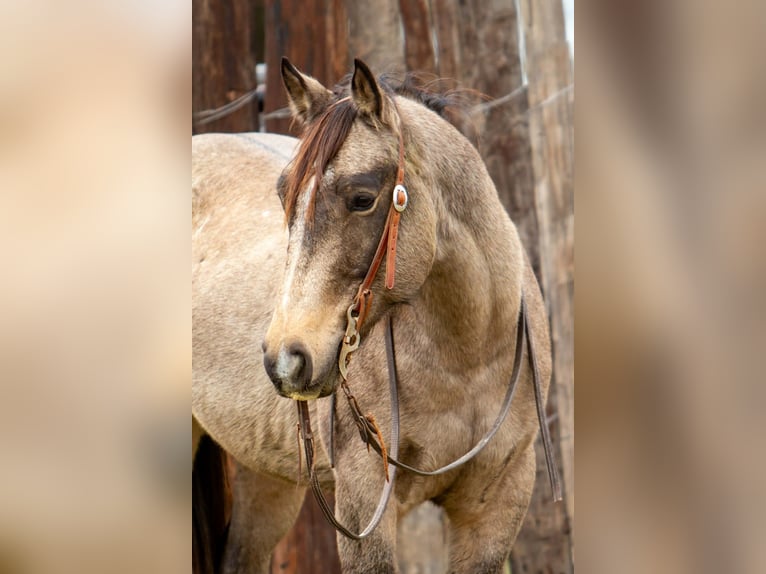American Quarter Horse Ruin 10 Jaar 155 cm Buckskin in Palmer