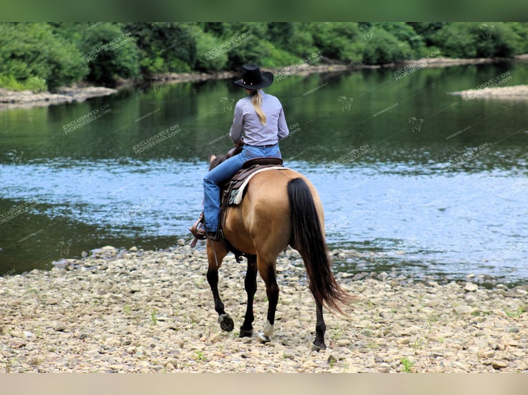 American Quarter Horse Ruin 10 Jaar 155 cm Buckskin in Clarion, PA