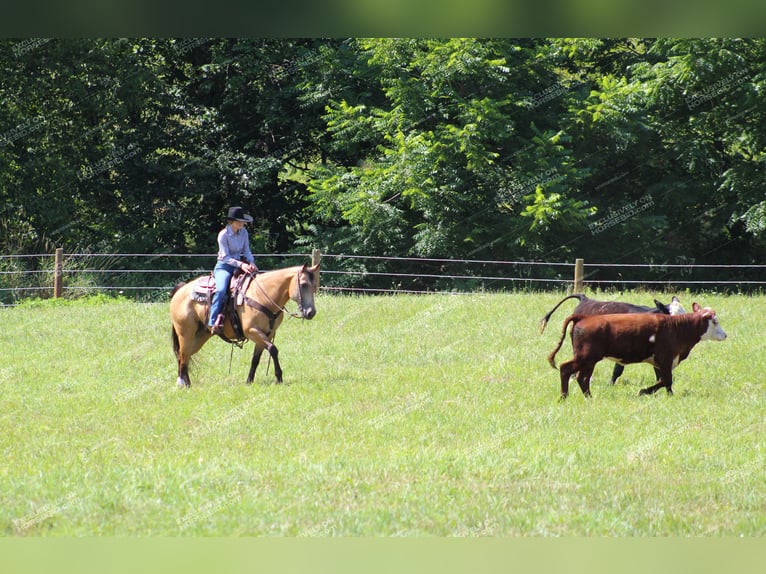 American Quarter Horse Ruin 10 Jaar 155 cm Buckskin in Clarion, PA