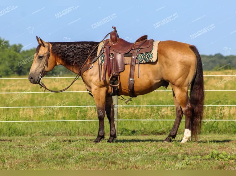 American Quarter Horse Ruin 10 Jaar 155 cm Buckskin in Clarion, PA