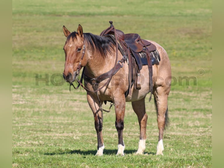 American Quarter Horse Ruin 10 Jaar 155 cm Buckskin in Clarion, PA