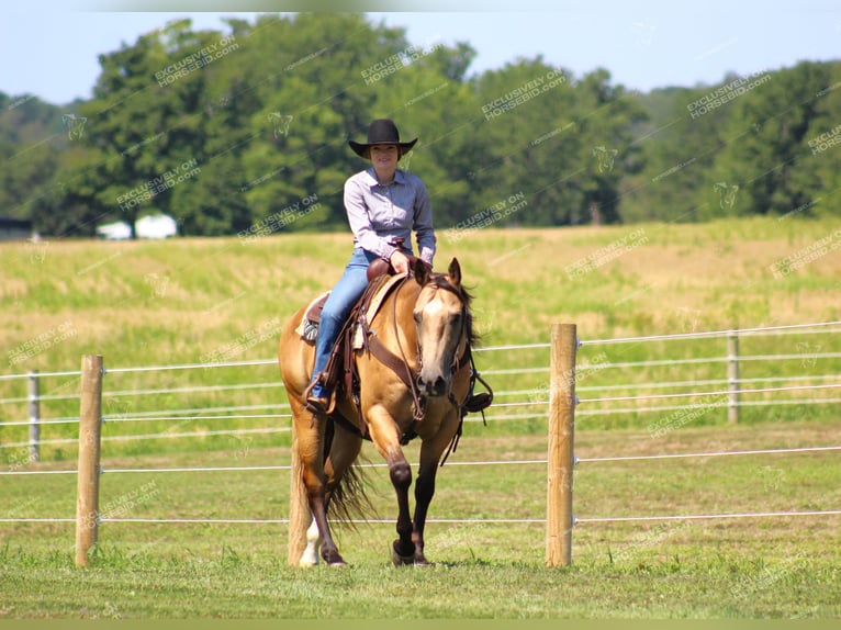 American Quarter Horse Ruin 10 Jaar 155 cm Buckskin in Clarion, PA