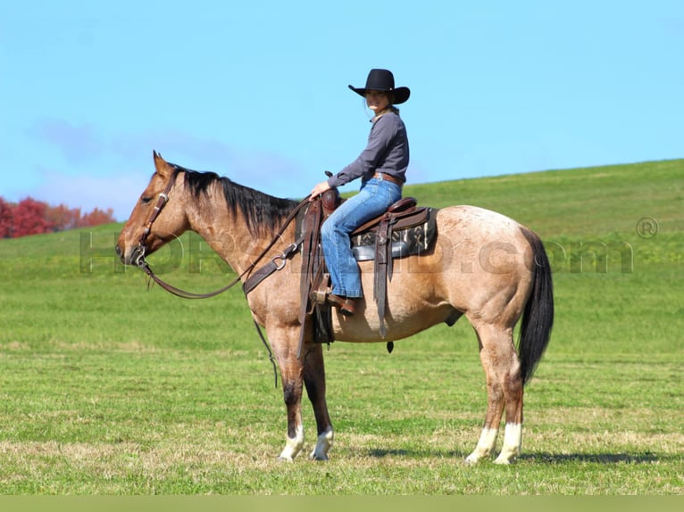 American Quarter Horse Ruin 10 Jaar 155 cm Buckskin in Clarion, PA