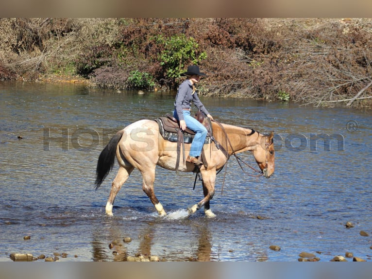 American Quarter Horse Ruin 10 Jaar 155 cm Buckskin in Clarion, PA