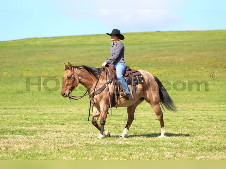 American Quarter Horse Ruin 10 Jaar 155 cm Buckskin in Clarion, PA