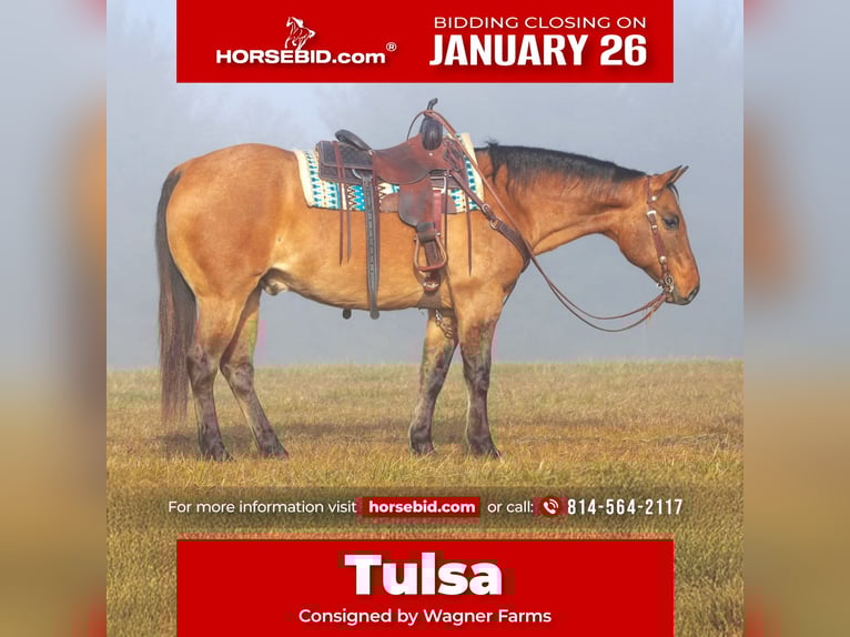 American Quarter Horse Ruin 10 Jaar 155 cm Buckskin in Clarion