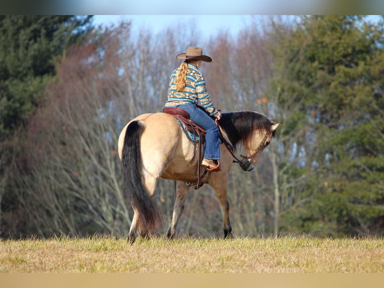 American Quarter Horse Ruin 10 Jaar 155 cm Buckskin in Clarion