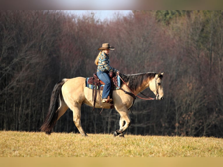 American Quarter Horse Ruin 10 Jaar 155 cm Buckskin in Clarion