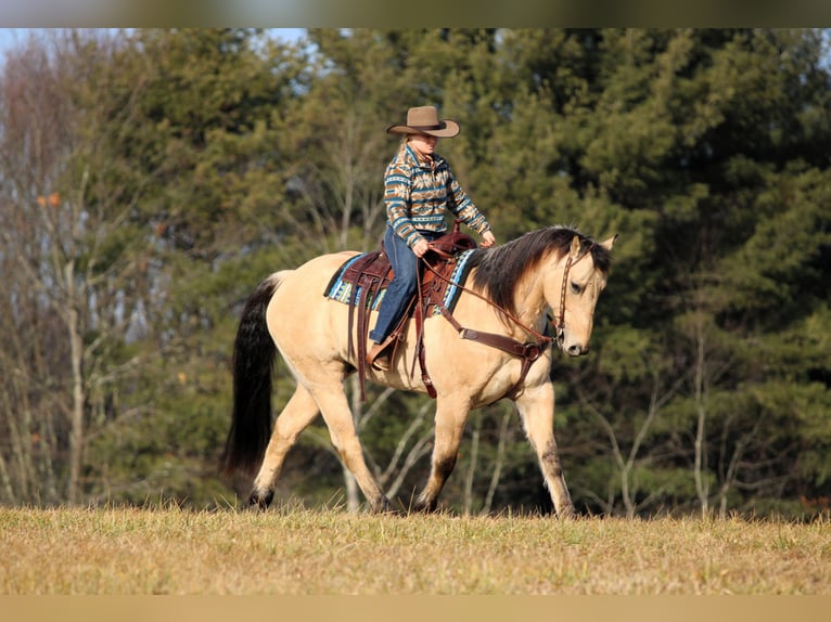 American Quarter Horse Ruin 10 Jaar 155 cm Buckskin in Clarion