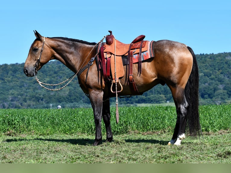 American Quarter Horse Ruin 10 Jaar 155 cm Buckskin in Rebersburg, PA