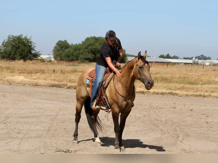 American Quarter Horse Ruin 10 Jaar 155 cm Buckskin in Valley Springs SD