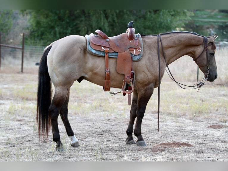 American Quarter Horse Ruin 10 Jaar 155 cm Buckskin in Valley Springs SD