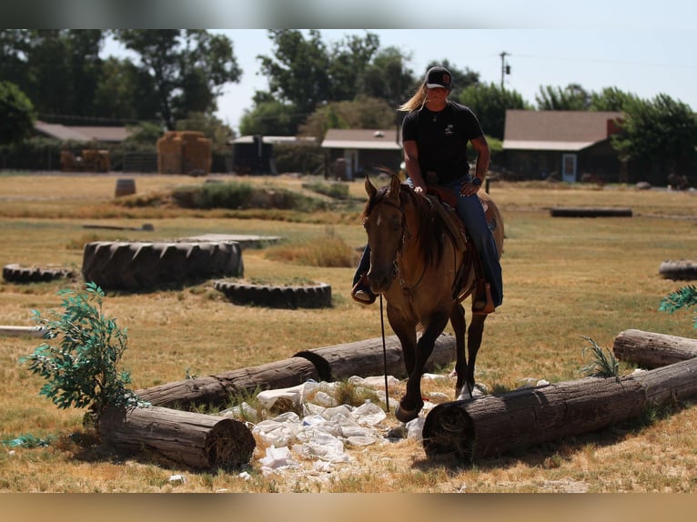 American Quarter Horse Ruin 10 Jaar 155 cm Buckskin in Valley Springs SD