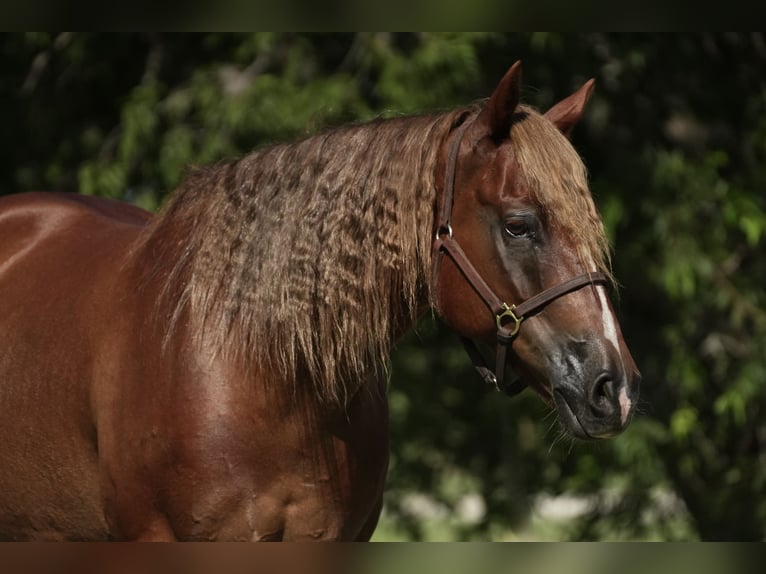 American Quarter Horse Ruin 10 Jaar 155 cm Donkere-vos in Cisco