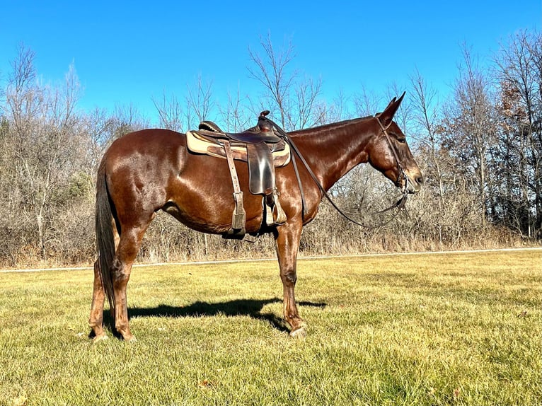 American Quarter Horse Ruin 10 Jaar 155 cm Donkere-vos in Independence IA