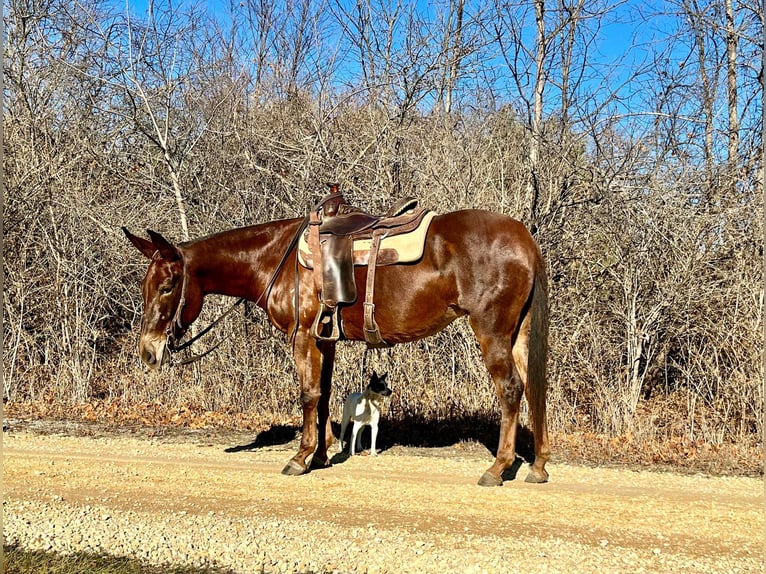American Quarter Horse Ruin 10 Jaar 155 cm Donkere-vos in Independence IA