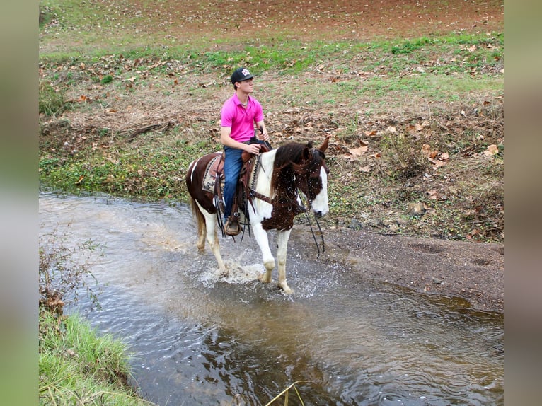 American Quarter Horse Ruin 10 Jaar 155 cm Donkere-vos in Rusk TX