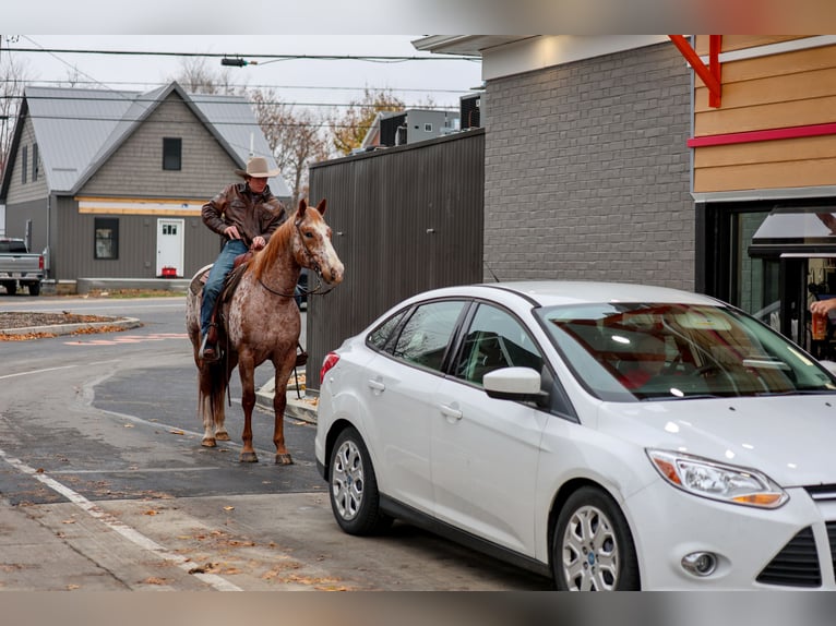 American Quarter Horse Ruin 10 Jaar 155 cm Donkere-vos in Needmore