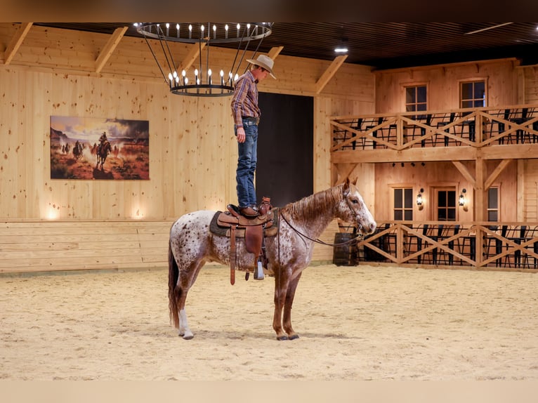 American Quarter Horse Ruin 10 Jaar 155 cm Donkere-vos in Needmore