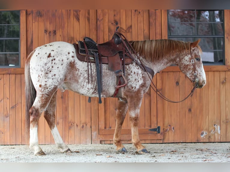 American Quarter Horse Ruin 10 Jaar 155 cm Donkere-vos in Needmore