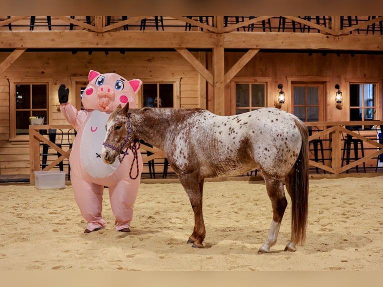 American Quarter Horse Ruin 10 Jaar 155 cm Donkere-vos in Needmore