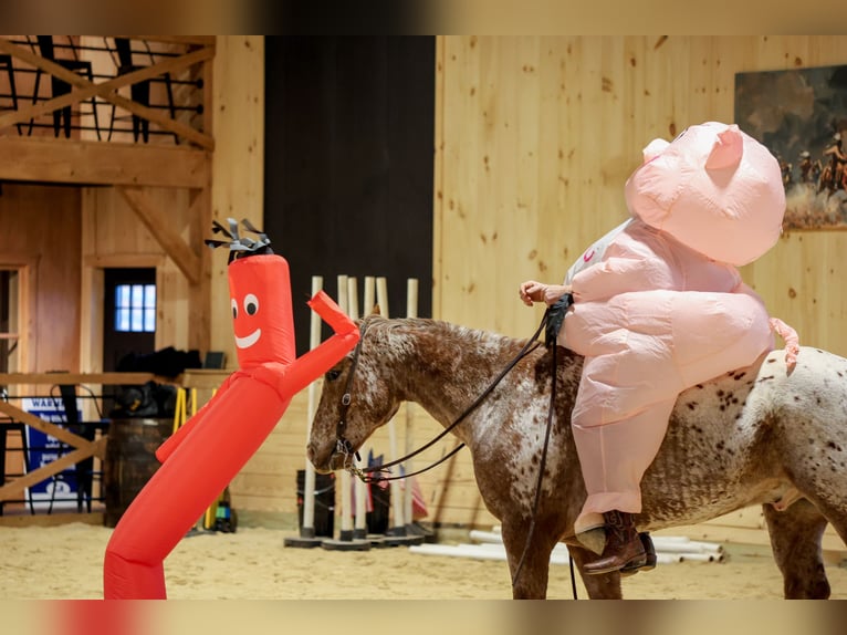 American Quarter Horse Ruin 10 Jaar 155 cm Donkere-vos in Needmore