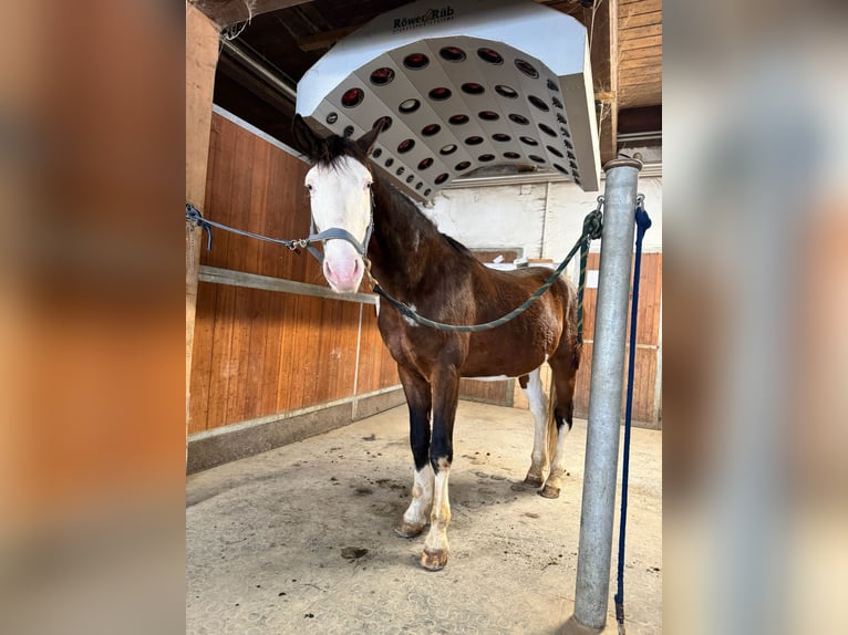 American Quarter Horse Mix Ruin 10 Jaar 155 cm Gevlekt-paard in Strobl am Wolfgangsee