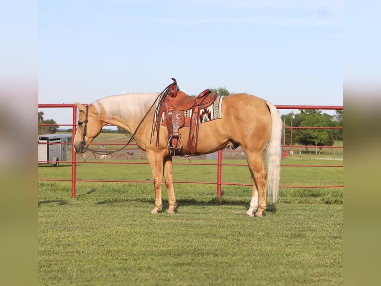 American Quarter Horse Ruin 10 Jaar 155 cm Palomino in Grand Saline, TX