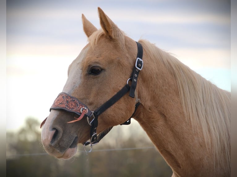 American Quarter Horse Ruin 10 Jaar 155 cm Palomino in Saint Joe