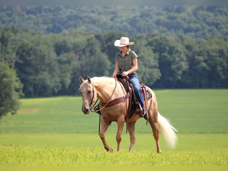 American Quarter Horse Ruin 10 Jaar 155 cm Palomino in Clarion