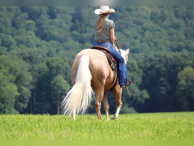 American Quarter Horse Ruin 10 Jaar 155 cm Palomino in Clarion