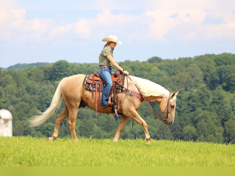 American Quarter Horse Ruin 10 Jaar 155 cm Palomino in Clarion