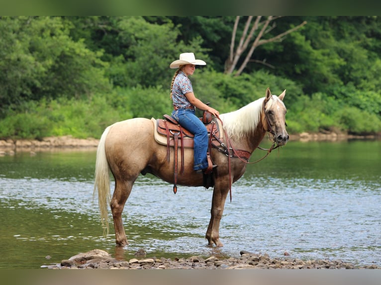 American Quarter Horse Ruin 10 Jaar 155 cm Palomino in Clarion