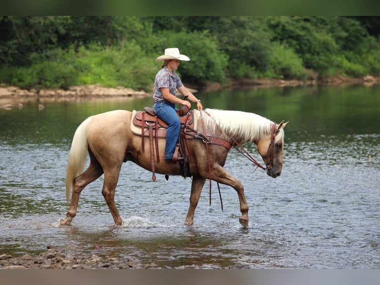 American Quarter Horse Ruin 10 Jaar 155 cm Palomino in Clarion