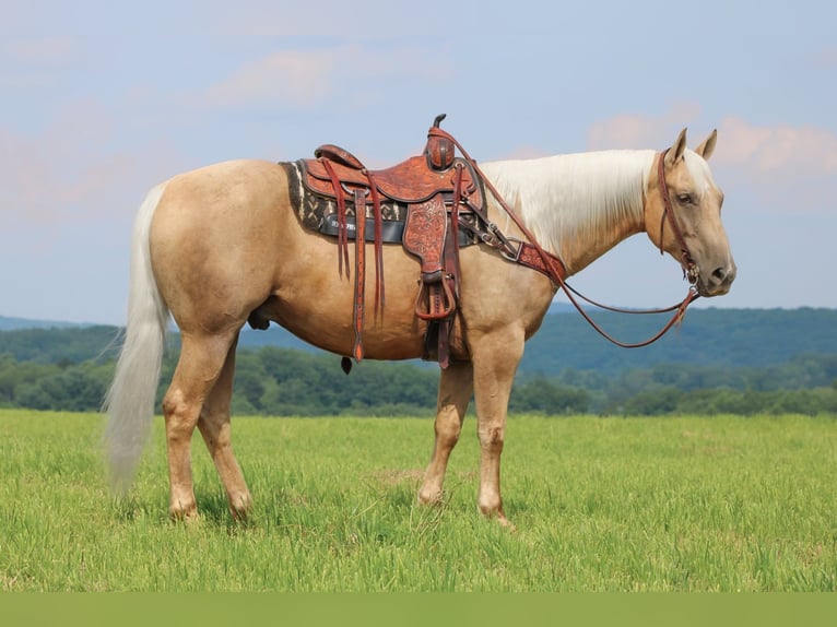 American Quarter Horse Ruin 10 Jaar 155 cm Palomino in Clarion