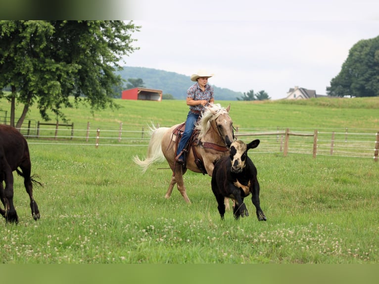 American Quarter Horse Ruin 10 Jaar 155 cm Palomino in Clarion