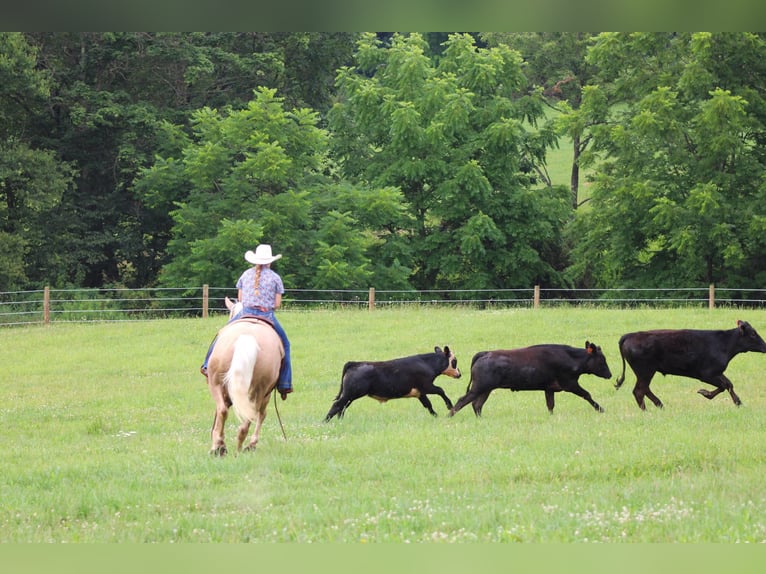 American Quarter Horse Ruin 10 Jaar 155 cm Palomino in Clarion