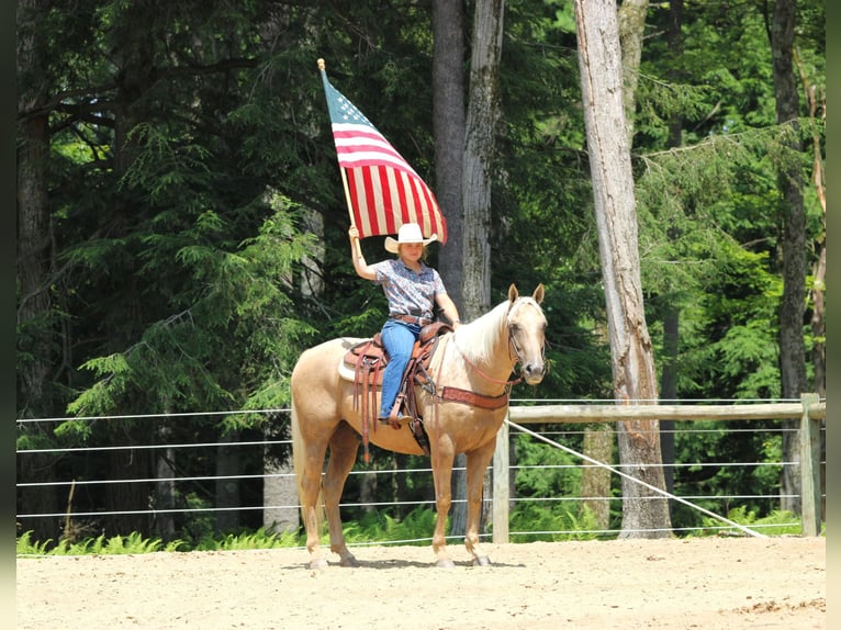 American Quarter Horse Ruin 10 Jaar 155 cm Palomino in Clarion