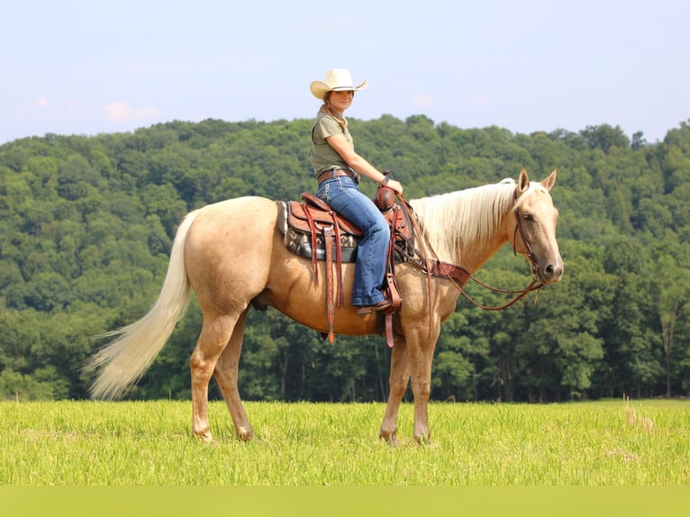 American Quarter Horse Ruin 10 Jaar 155 cm Palomino in Clarion